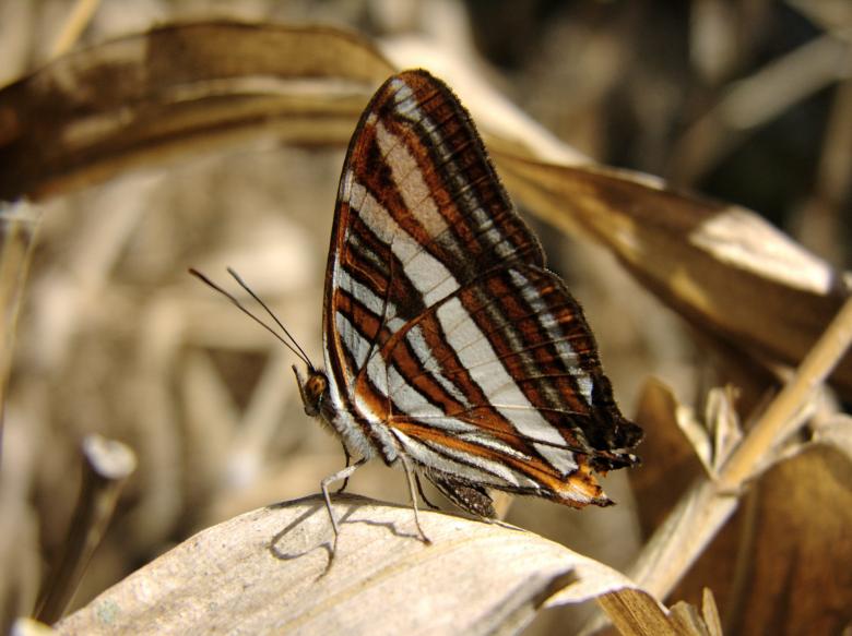 Free stock image of Butterfly in the Garden created by Pixabay