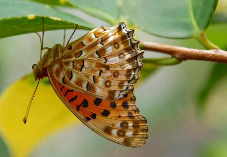 Free stock image of Butterfly in the Garden created by Pixabay