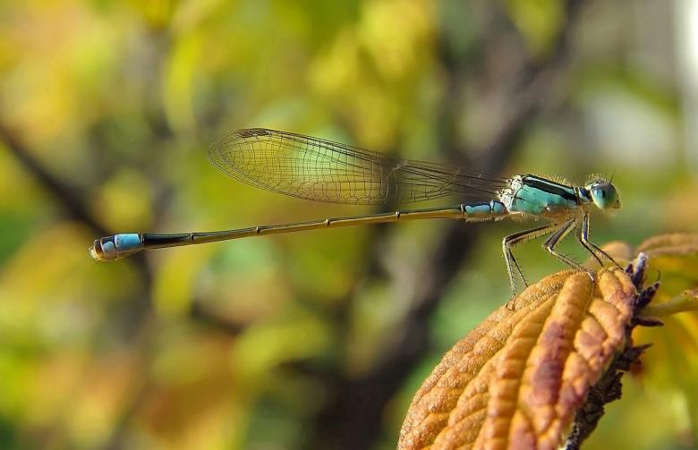 Free stock image of Damselfly Upclose created by Pixabay