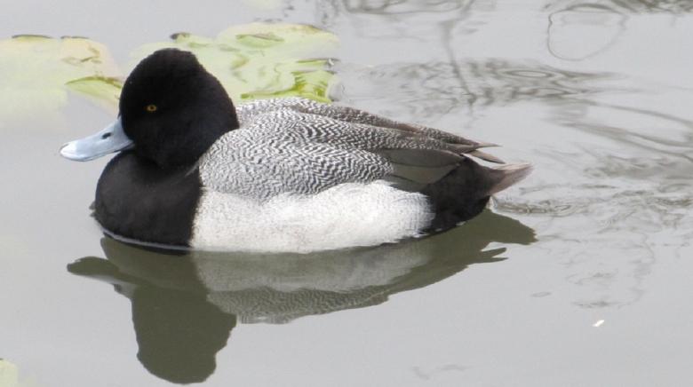 Free stock image of Duck in the Lake created by Pixabay