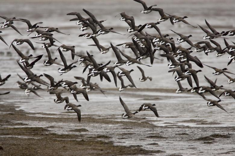 Free stock image of Group of Ducks created by Pixabay