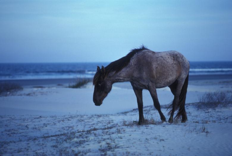 Free stock image of Horse on the Shore created by Pixabay
