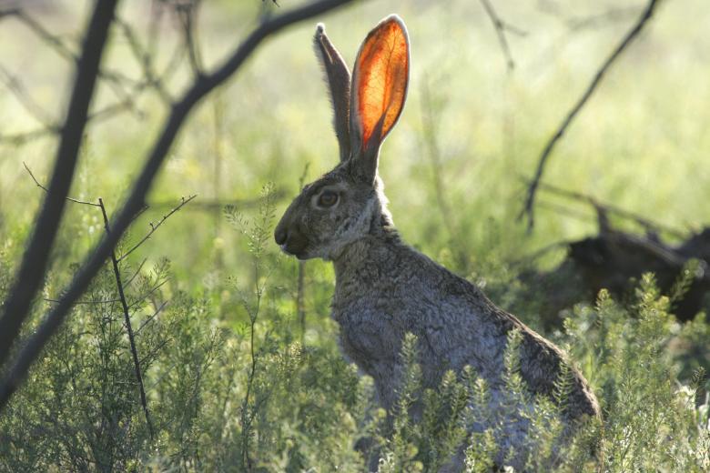 Free stock image of Jackrabbit created by Pixabay