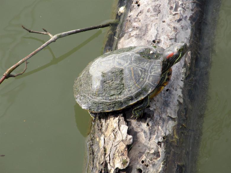 Free stock image of Turtle on the Tree created by Pixabay