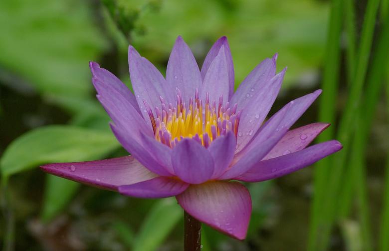 Free stock image of Water Lily created by Pixabay