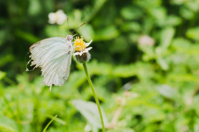 Free stock image of Butterfly on flower created by Galayanee