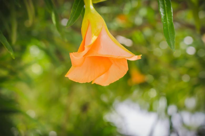 Free stock image of Orange flowers on a green tree created by Galayanee