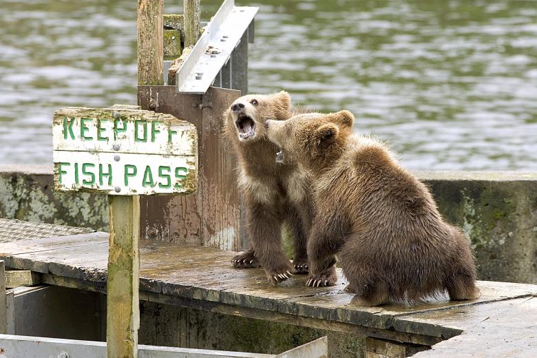 Free stock image of Grizzly Bears created by Pixabay