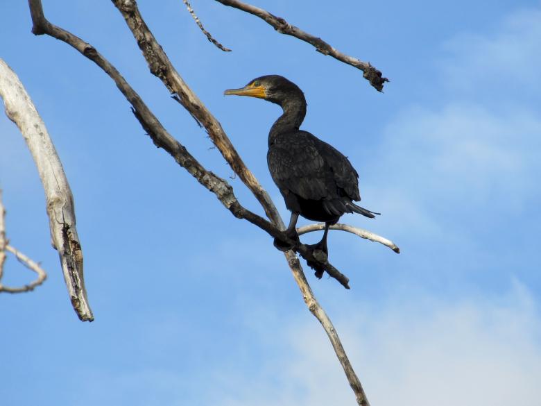 Free stock image of Bird on the Branch created by Pixabay