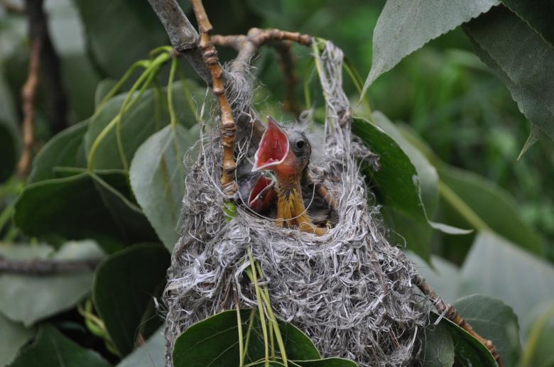 Free stock image of Hungry Little Bird created by Pixabay