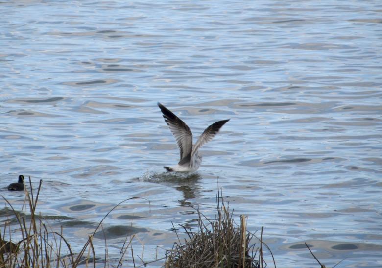 Free stock image of Bird Fishing created by Pixabay