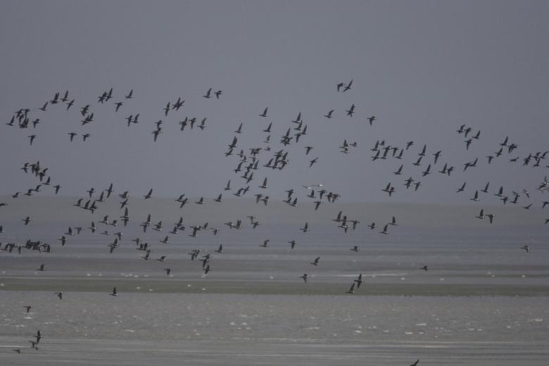 Free stock image of Group of Birds Flying created by Pixabay