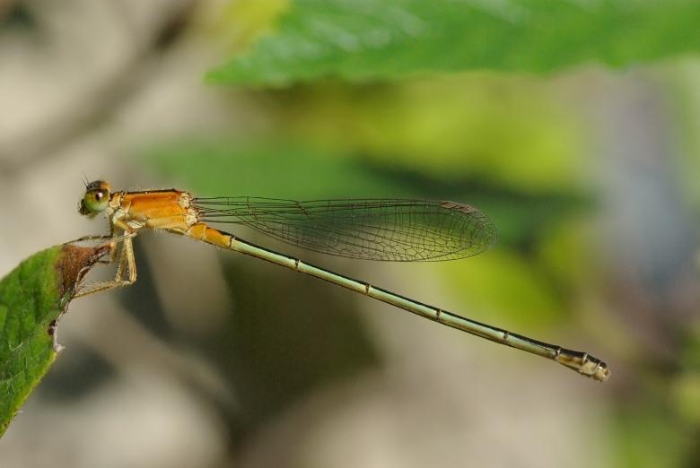 Free stock image of Bluetail on the Leave created by Pixabay