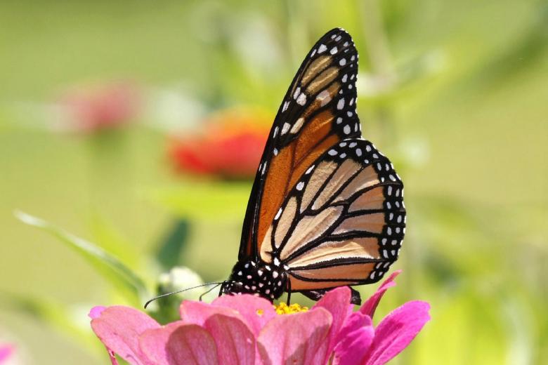 Free stock image of Butterfly in the Garden created by Pixabay