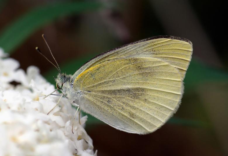 Free stock image of Butterfly on the Flower created by Pixabay