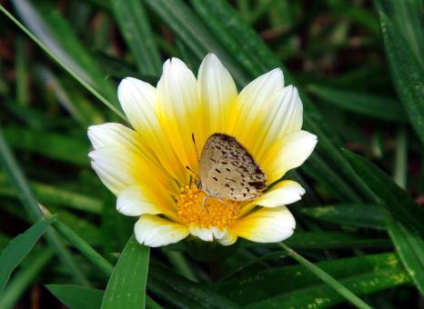 Free Stock Photo of Butterfly on the Flower