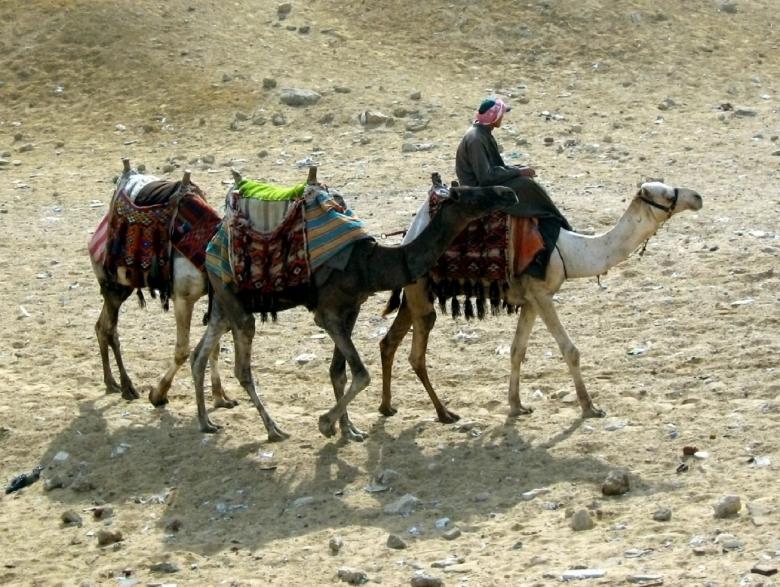 Free stock image of Camel Herder created by Pixabay
