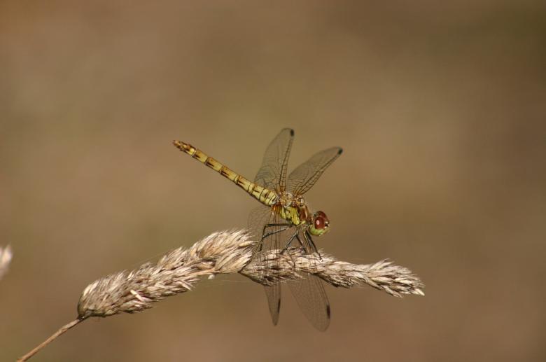 Free stock image of Dragonfly on the Grass created by Pixabay