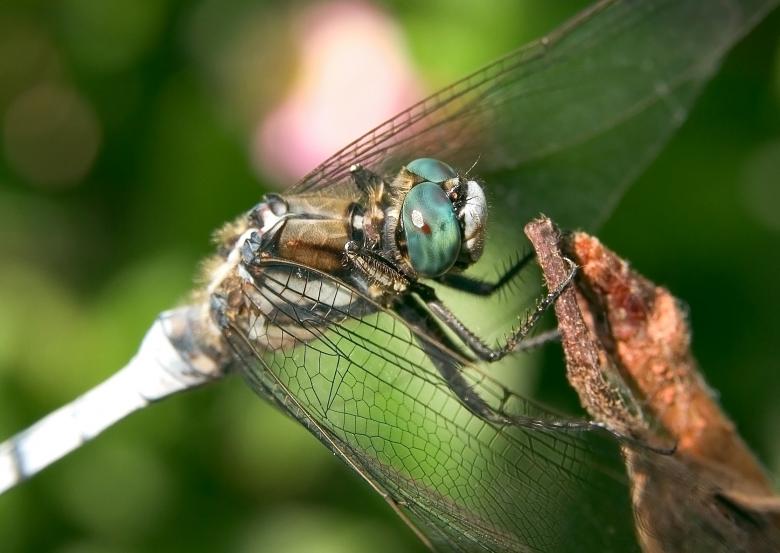 Free stock image of Dragonfly created by Pixabay