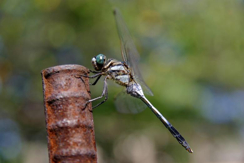 Free stock image of Dragonfly on the Metal created by Pixabay
