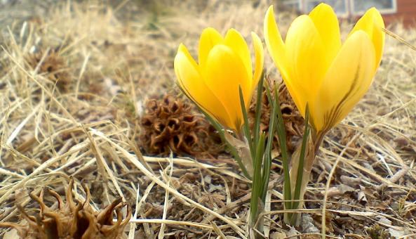 Free Stock Photo of Flower in the Garden