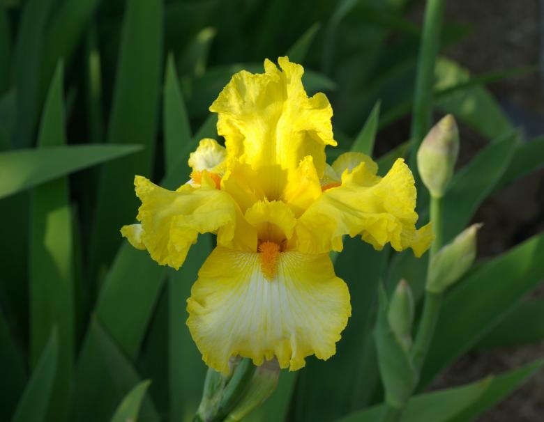 Free stock image of Yellow Flower created by Pixabay