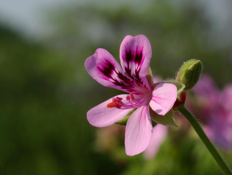 Free stock image of Blooming in the Garden created by Pixabay