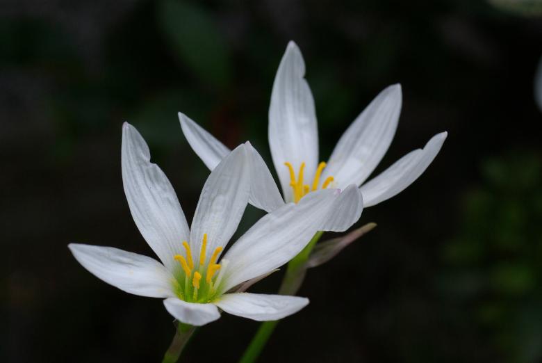 Free stock image of Blooming in the Garden created by Pixabay