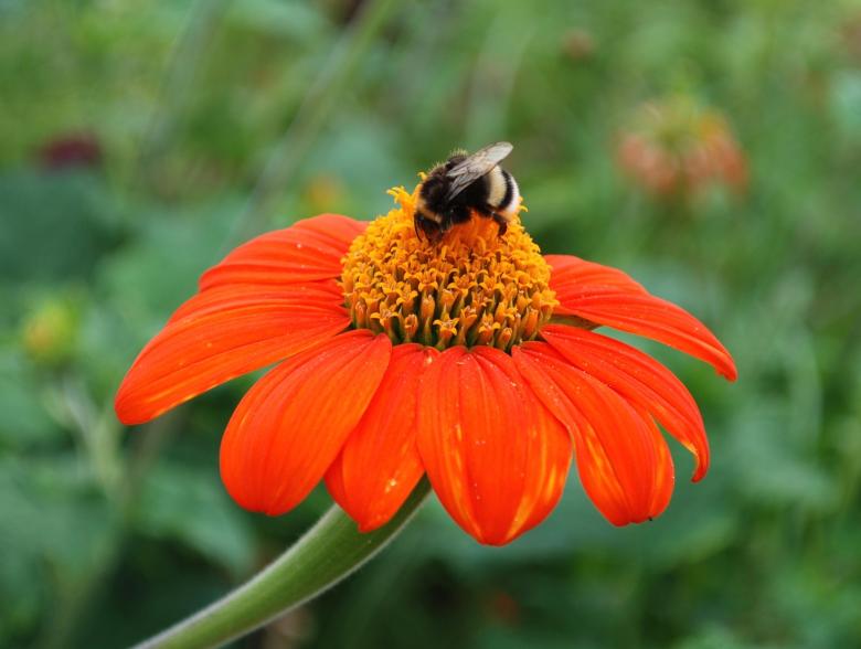 Free stock image of Blooming in the Garden created by Pixabay
