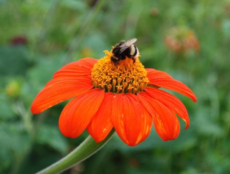 Free Stock Photo of Blooming in the Garden