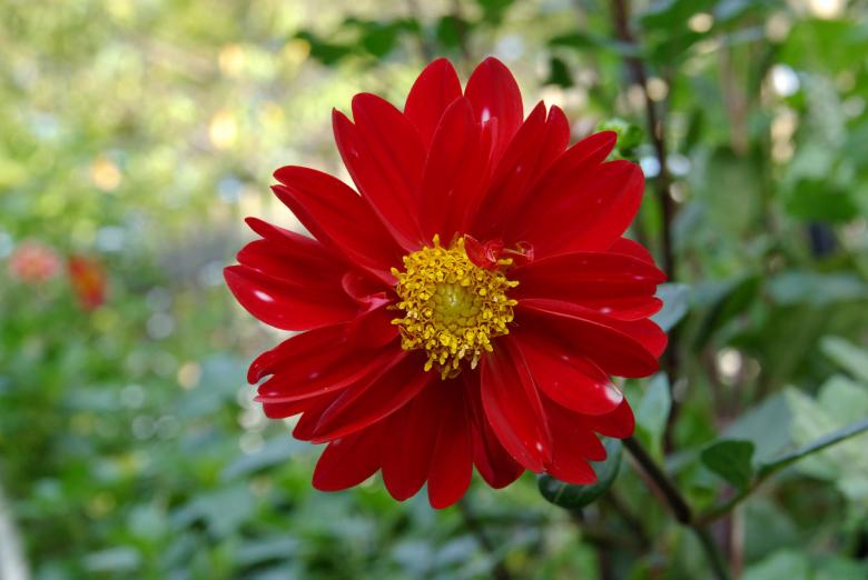 Free stock image of Fresh Flowers created by Pixabay