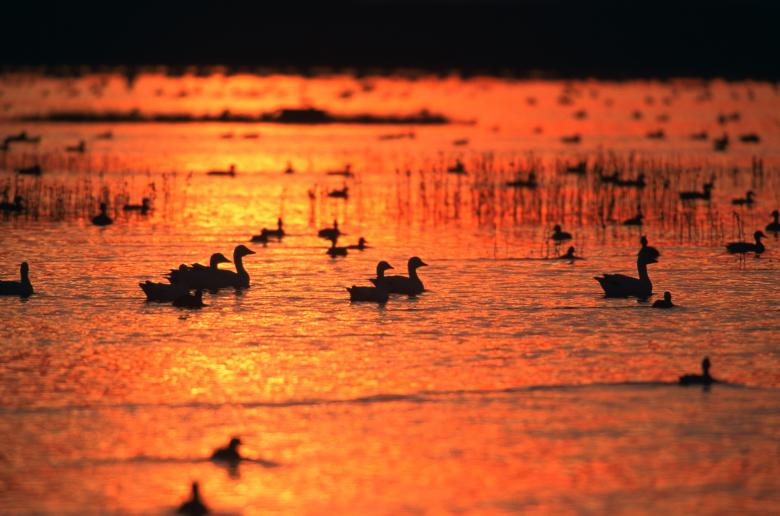 Free stock image of Geese in the River created by Pixabay
