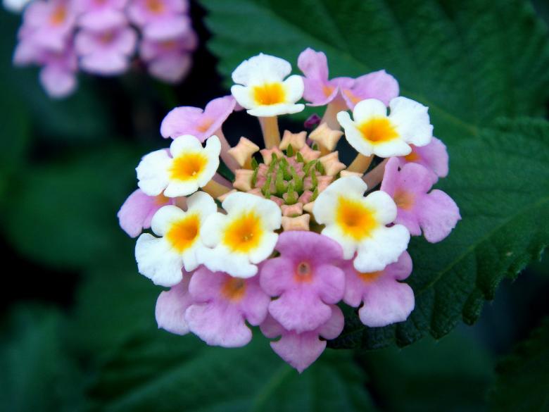 Free stock image of Fresh Lantana created by Pixabay