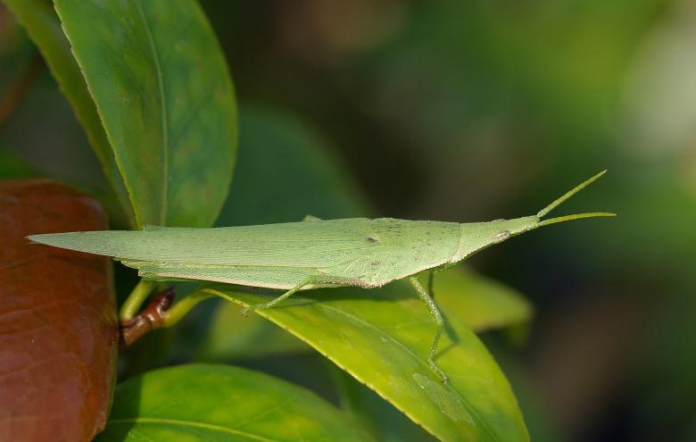 Free stock image of Long Headed Locust created by Pixabay