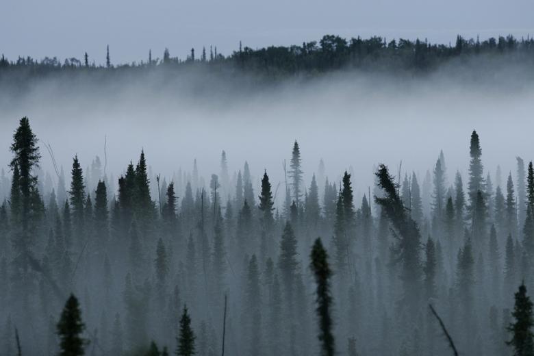 Free stock image of Misty Forest created by Pixabay