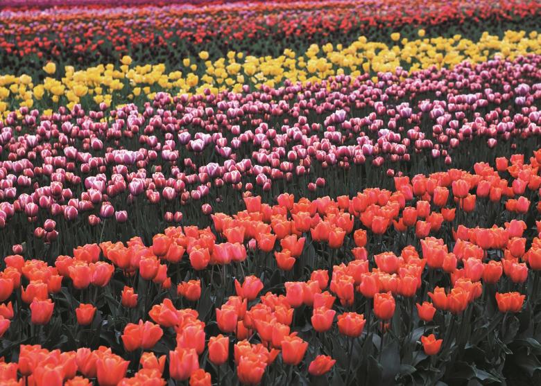 Free stock image of Tulips in the Garden created by Pixabay