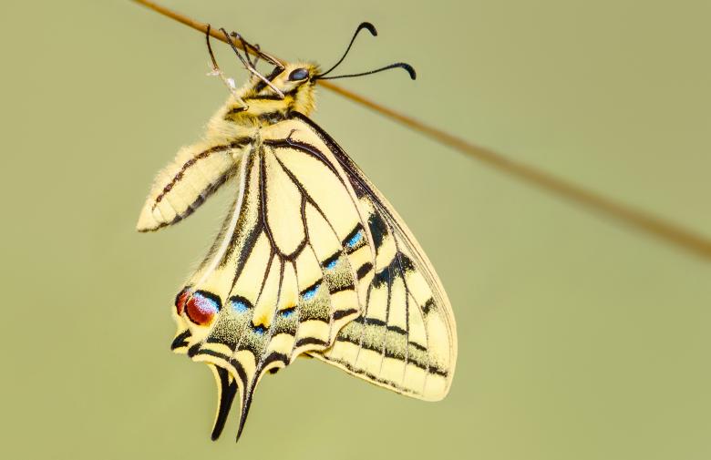 Free stock image of Beautiful Pattern on Butterfly created by Pixabay