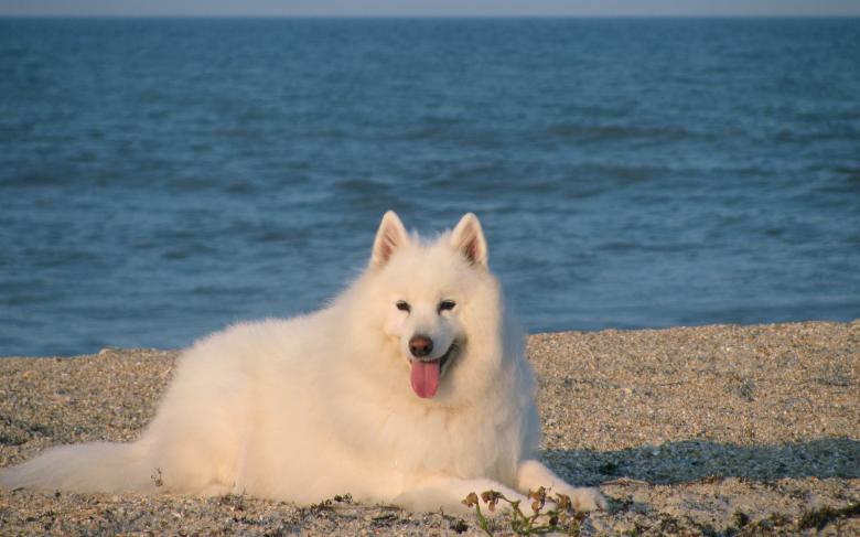 Free stock image of Dog on the Shore created by Pixabay