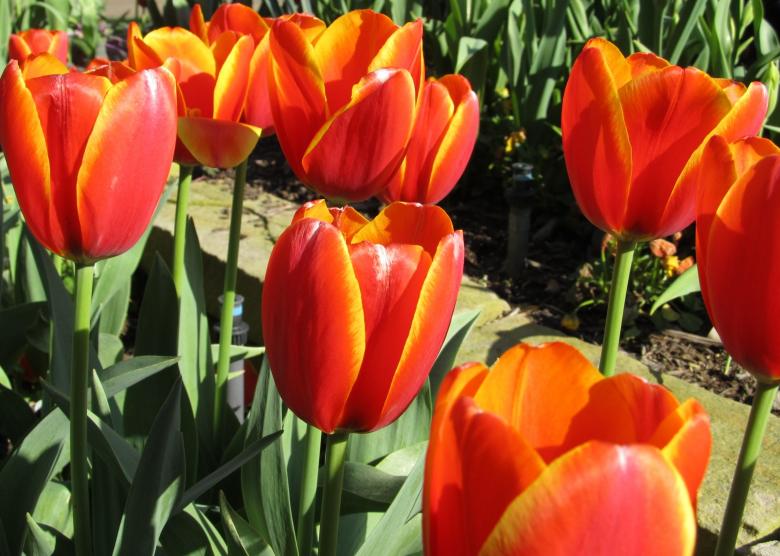Free stock image of Flowers in the Garden created by Pixabay