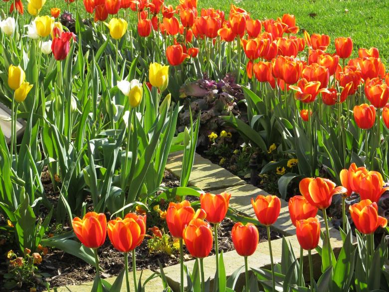 Free stock image of Flowers in the Garden created by Pixabay