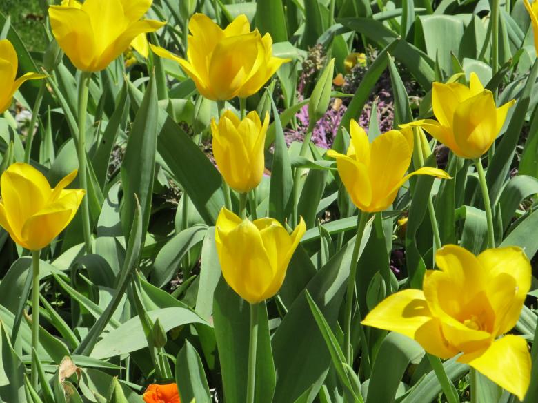 Free stock image of Flowers in the Garden created by Pixabay