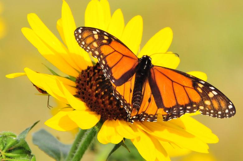 Free stock image of Butterfly on the Flower created by Pixabay