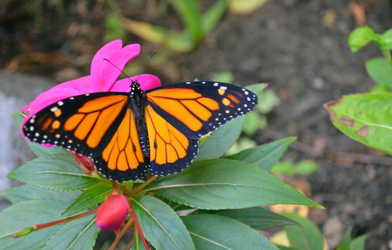 Free stock image of Butterfly in the Garden created by Pixabay