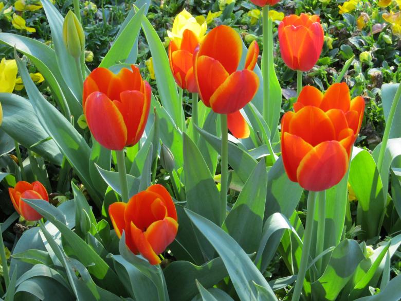 Free stock image of Tulips in the Garden created by Pixabay