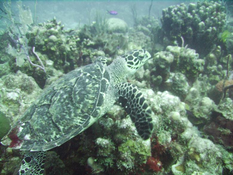 Free stock image of Turtle in the Ocean created by Pixabay