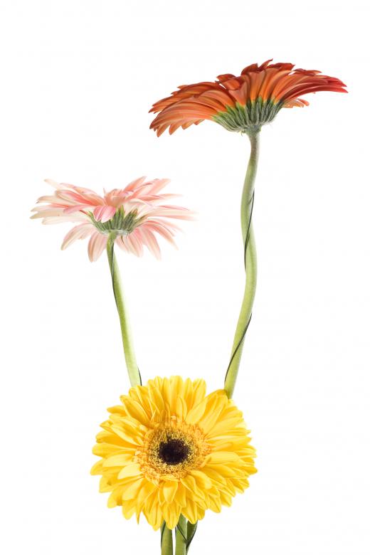 Free stock image of Gerbera Flowers created by 2happy