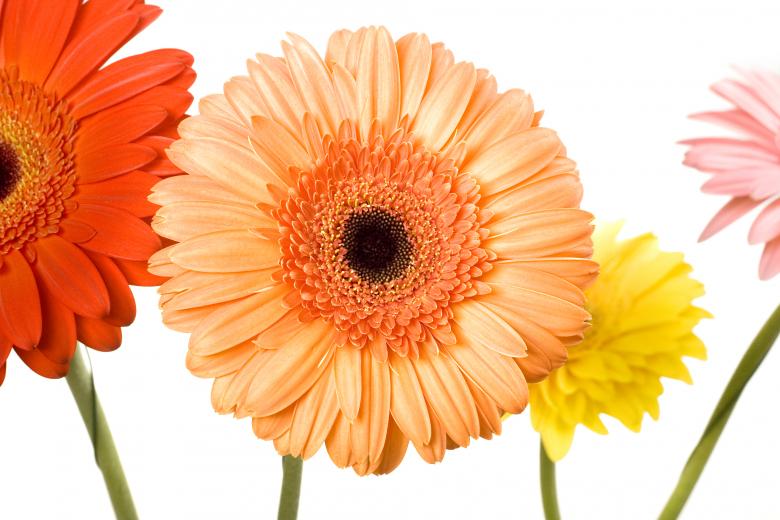 Free stock image of Gerbera Flowers created by 2happy
