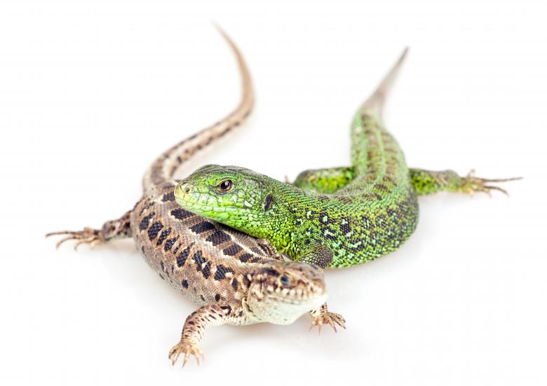 Free stock image of Exotic Lizards created by 2happy