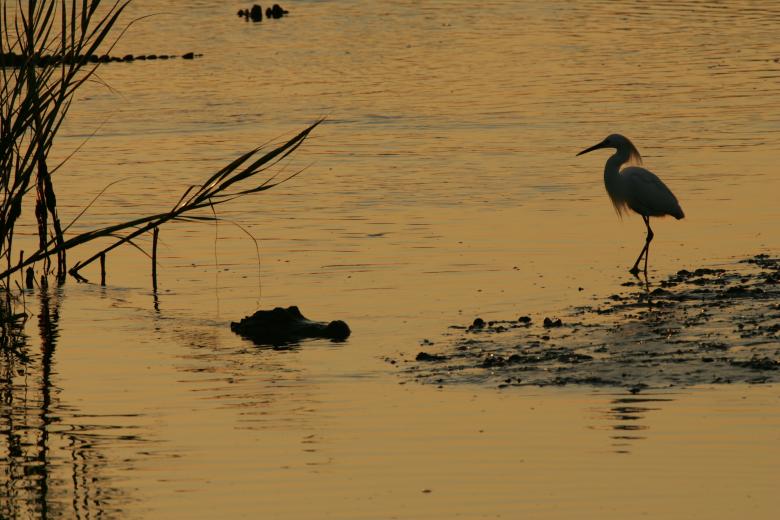 Free stock image of Bird n the Alligator created by Pixabay