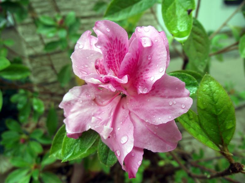 Free stock image of Fresh Azalea created by Pixabay